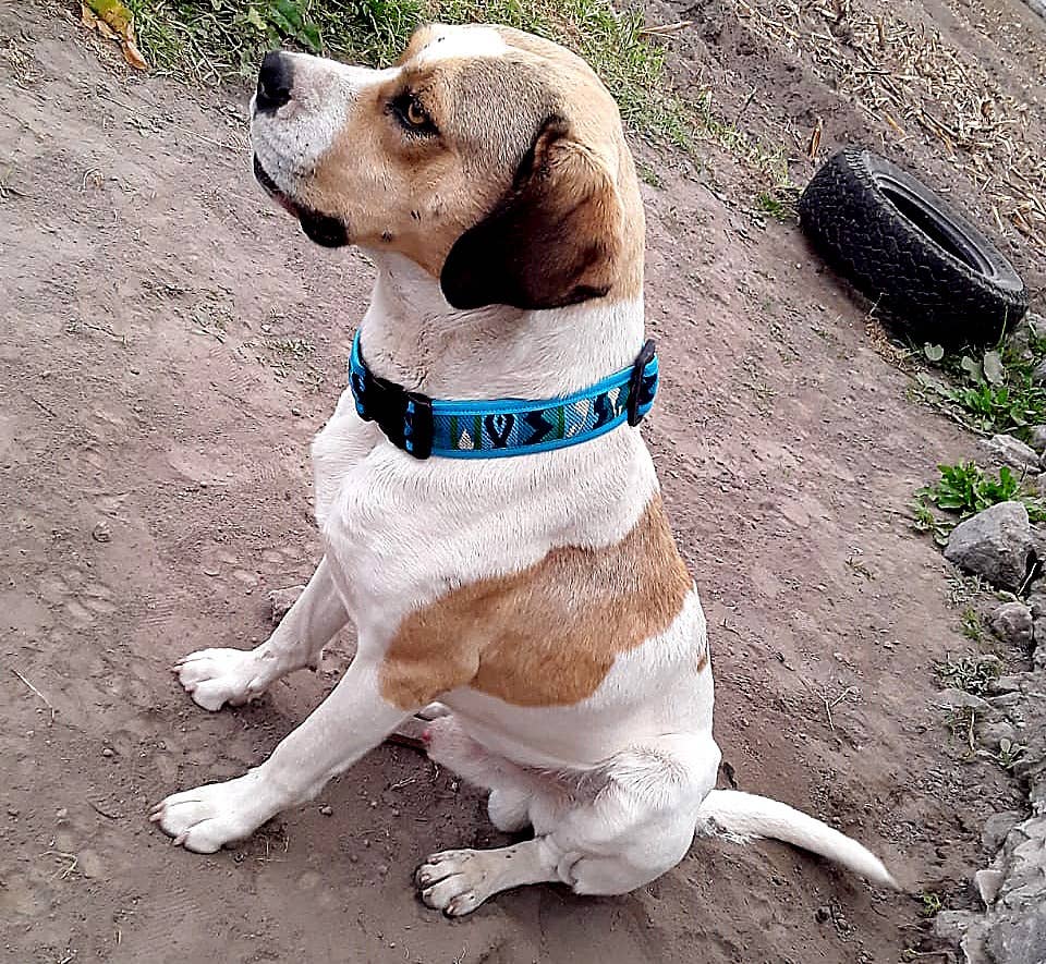 Dog wearing a blue collar sitting on a dirt path with a tire in the background