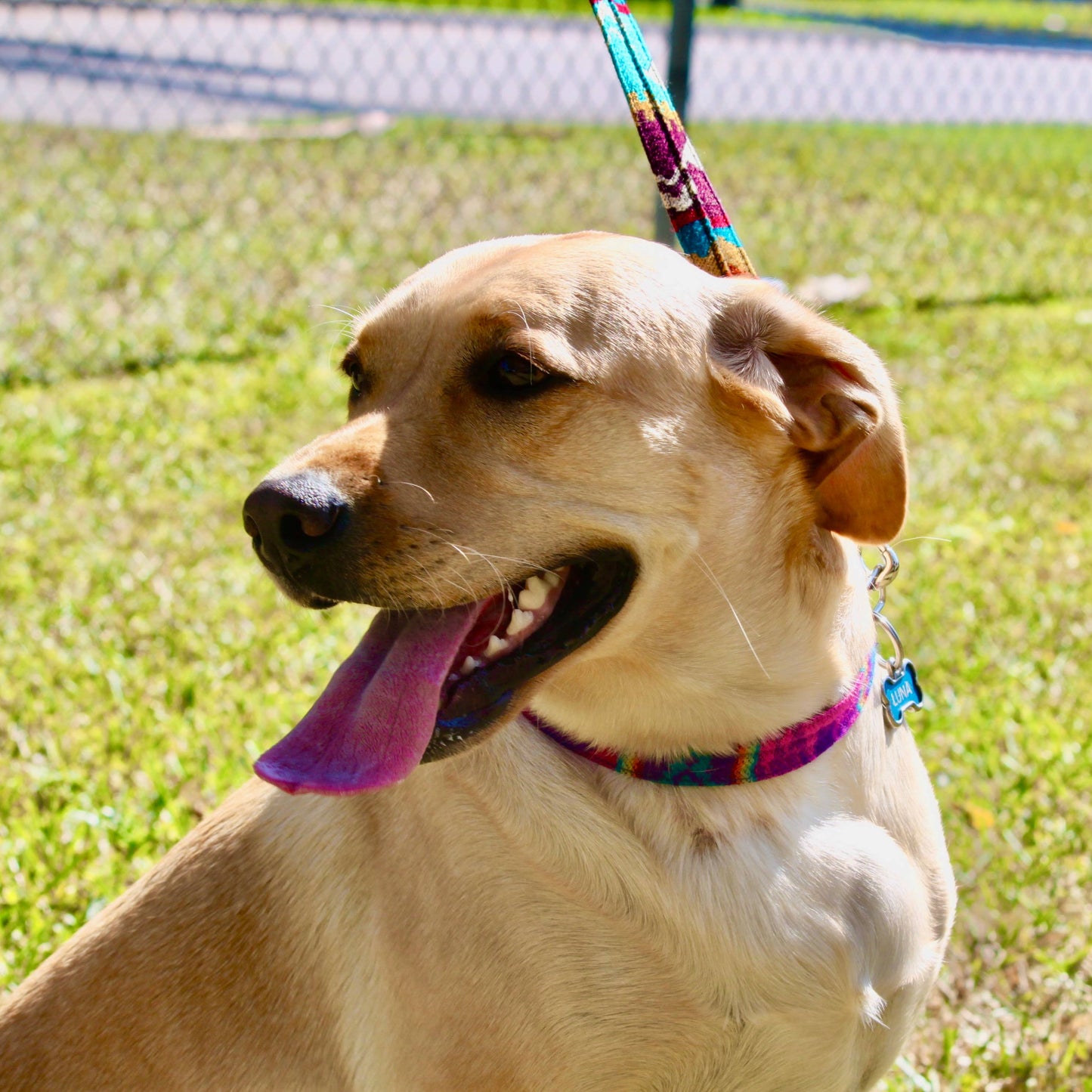 Dog with a colorful collar and leash on a grassy field