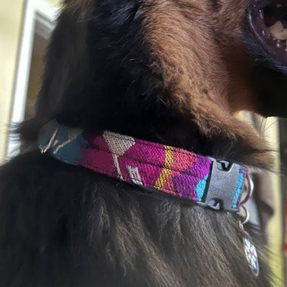 Dog wearing a colorful collar with a blurred background