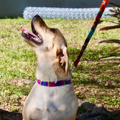 Dog on a colorful tribal leash sitting under a tree with grass in the background