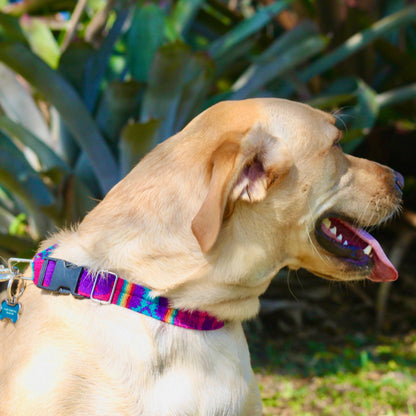 Dog wearing a colorful collar with a blurred natural background
