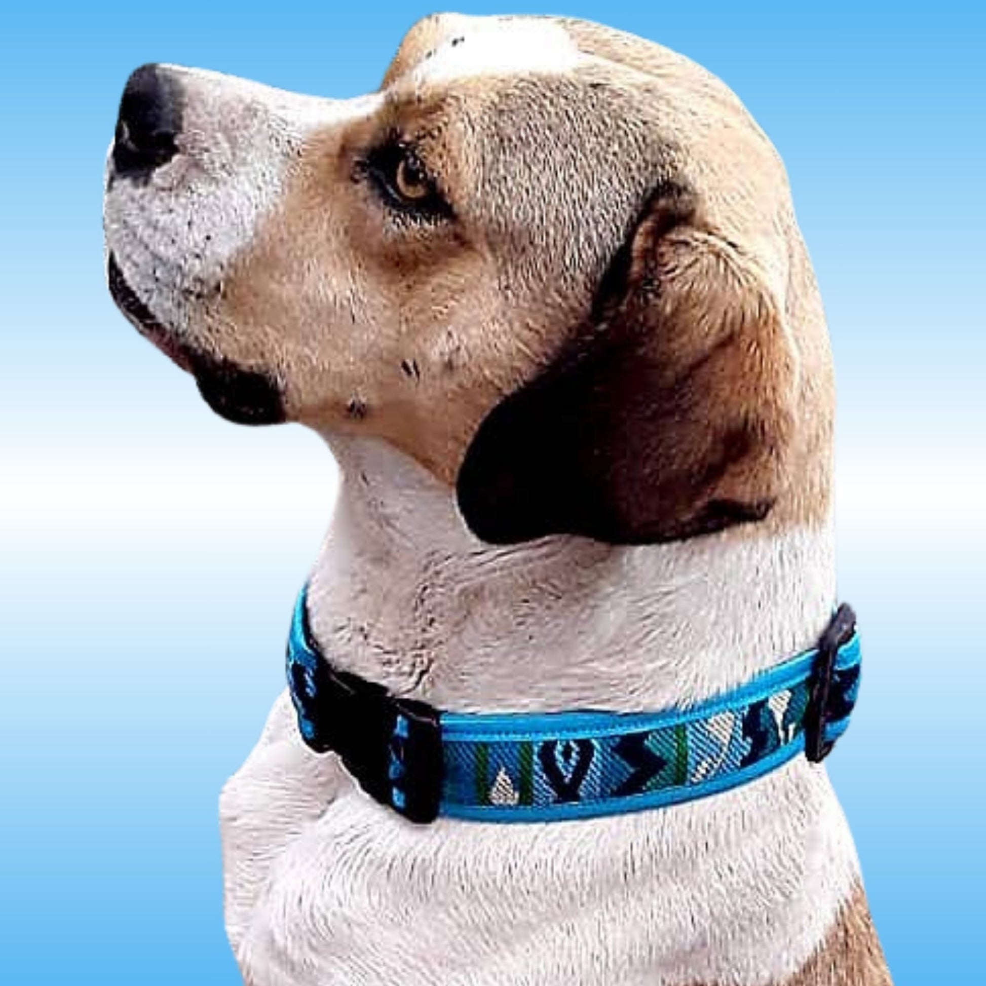 A dog wearing a blue pattern large collar on a light blue background