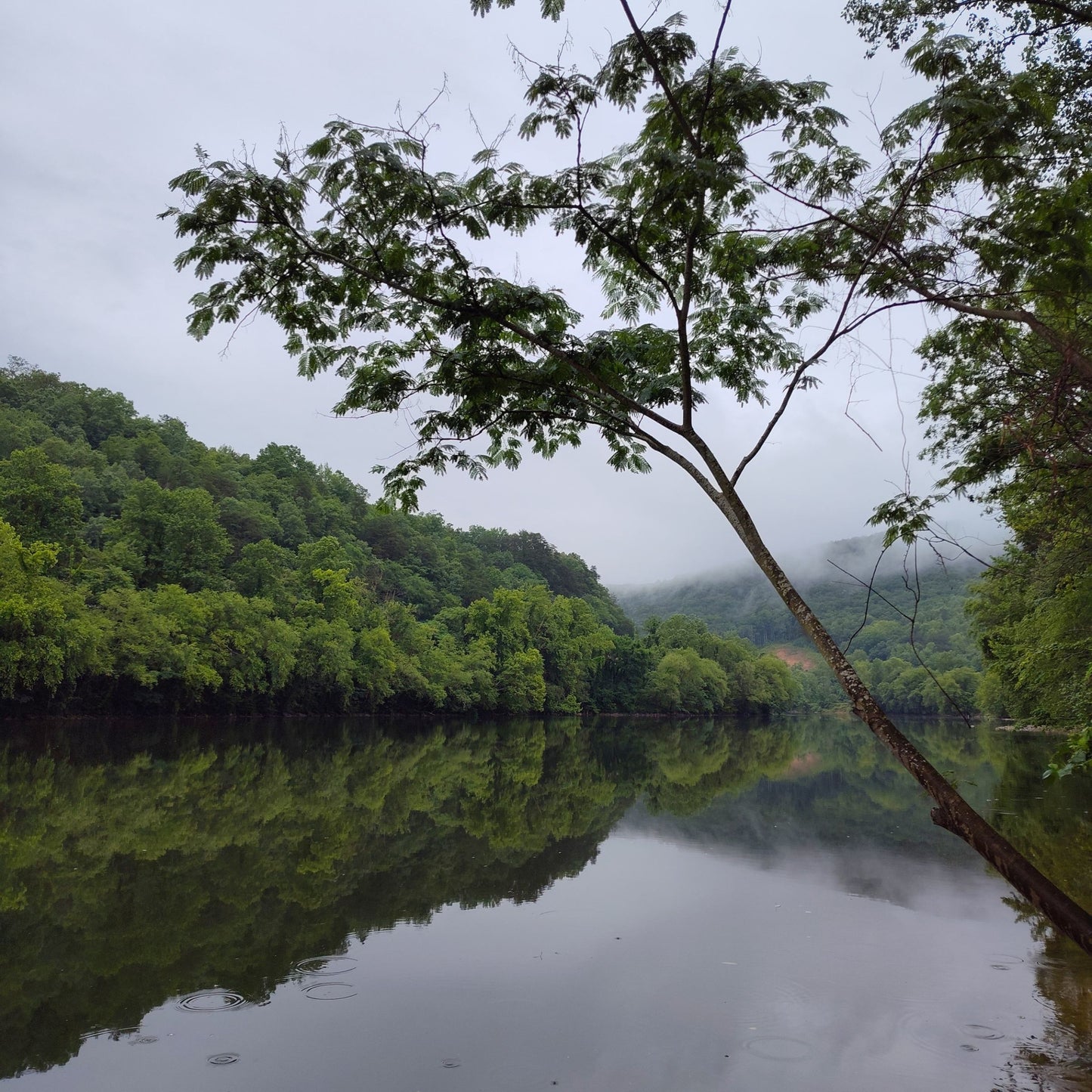 Tree reflected in water with forest in the background on a foggy day at Paddle Frogs