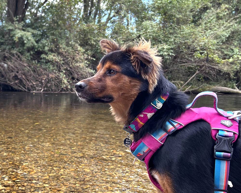 Dog wearing a colorful harness by a river with trees in the background
